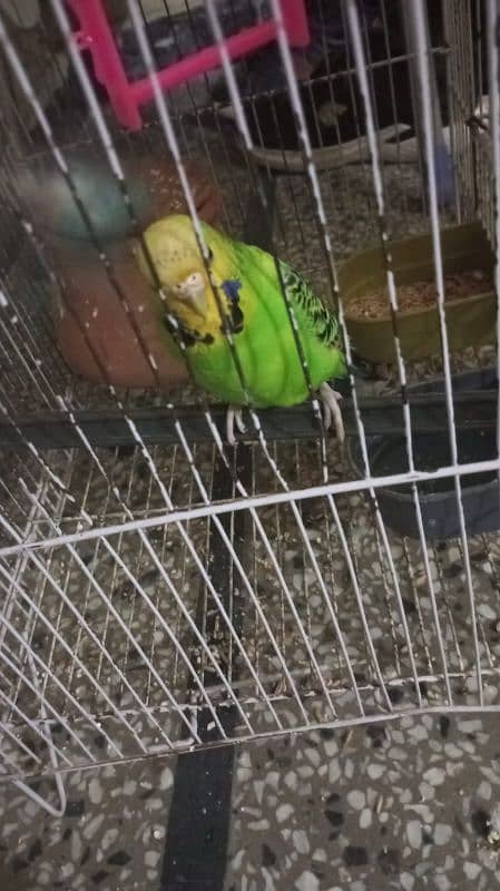 3 budgie and lovebird 4