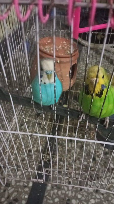 3 budgie and lovebird 5