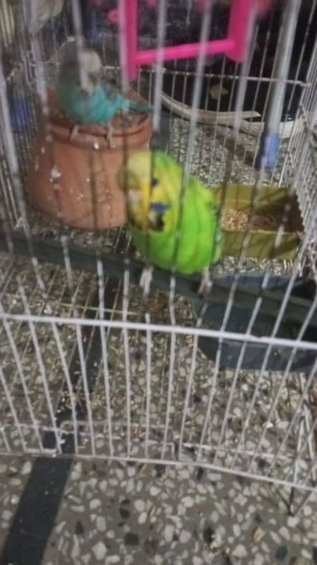 3 budgie and lovebird 6