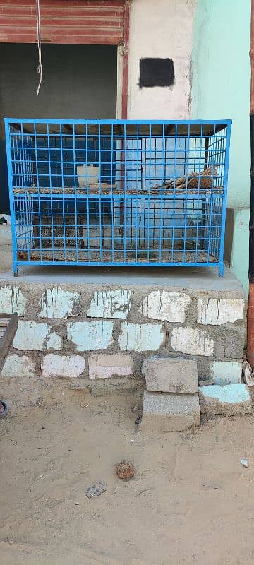 Chicken poultry cage for sale 1