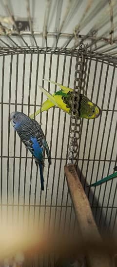 bugies parrot, Australian parrot 5 pair breeder.