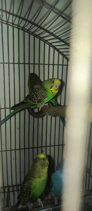 bugies parrot, Australian parrot 5 pair breeder. 1