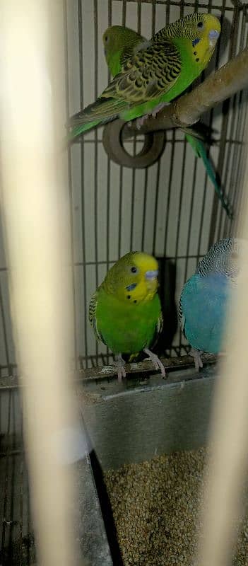 bugies parrot, Australian parrot 5 pair breeder. 2