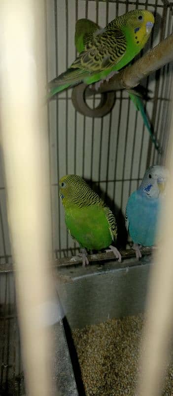 bugies parrot, Australian parrot 5 pair breeder. 3