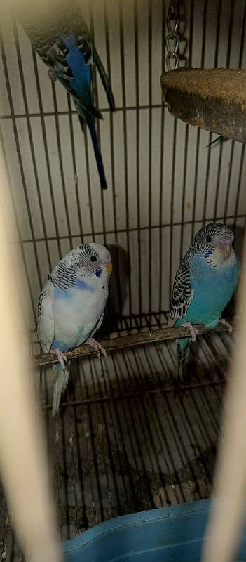 bugies parrot, Australian parrot 5 pair breeder. 4