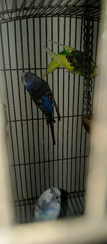 bugies parrot, Australian parrot 5 pair breeder. 5