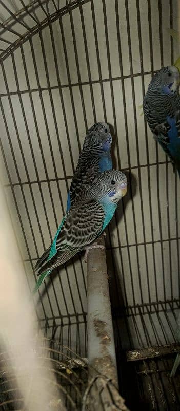 bugies parrot, Australian parrot 5 pair breeder. 6