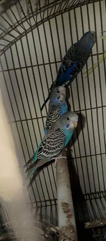 bugies parrot, Australian parrot 5 pair breeder. 7