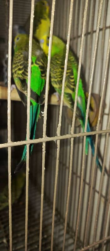 bugies parrot, Australian parrot 5 pair breeder. 9