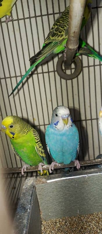 bugies parrot, Australian parrot 5 pair breeder. 10