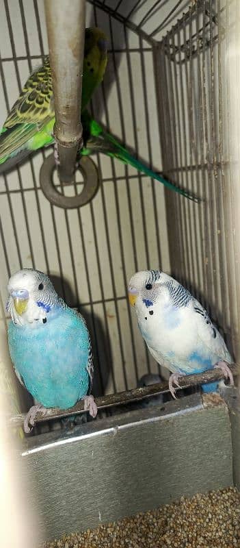 bugies parrot, Australian parrot 5 pair breeder. 11