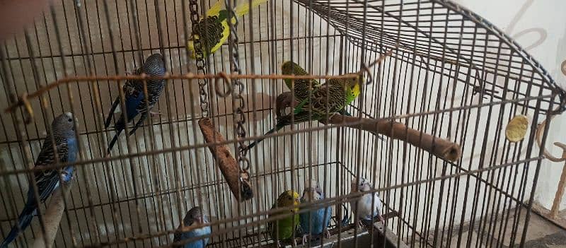 bugies parrot, Australian parrot 5 pair breeder. 12