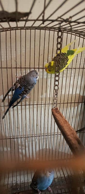 bugies parrot, Australian parrot 5 pair breeder. 13