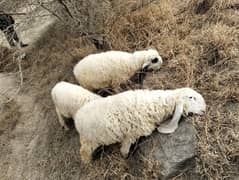 Dumba sheep | mundra chahtra | goat | Chaki Dumba | bakra