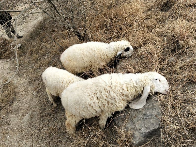 Dumba sheep | mundra chahtra | goat | Chaki Dumba | bakra 0