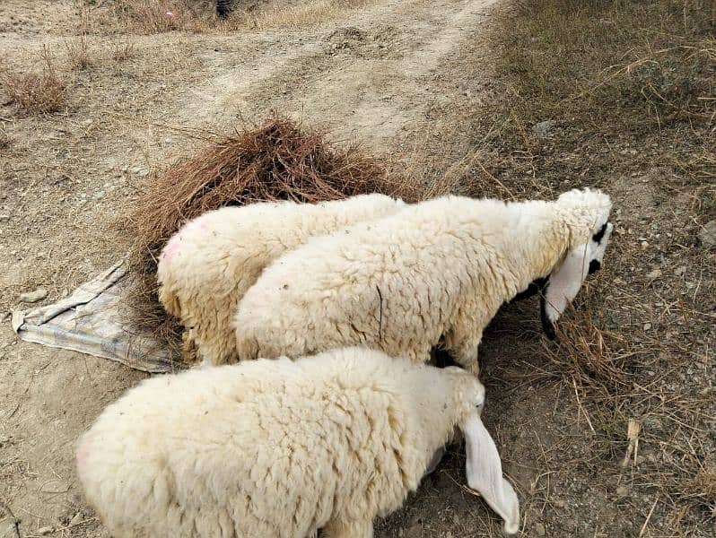 Dumba sheep | mundra chahtra | goat | Chaki Dumba | bakra 1