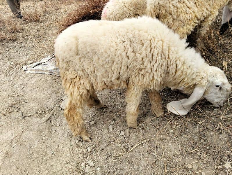 Dumba sheep | mundra chahtra | goat | Chaki Dumba | bakra 2