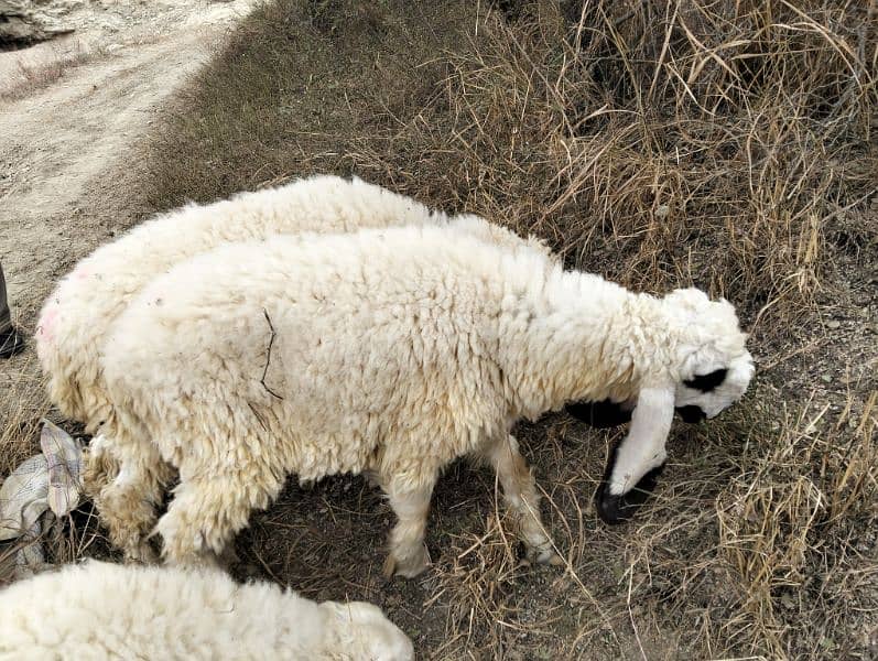 Dumba sheep | mundra chahtra | goat | Chaki Dumba | bakra 3