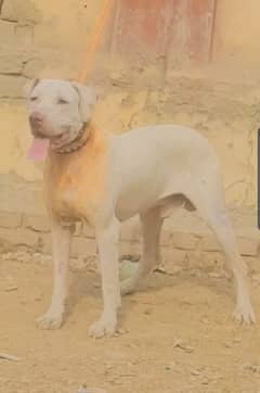 pure gultair male /  pure lappa gultair dog / double body dog