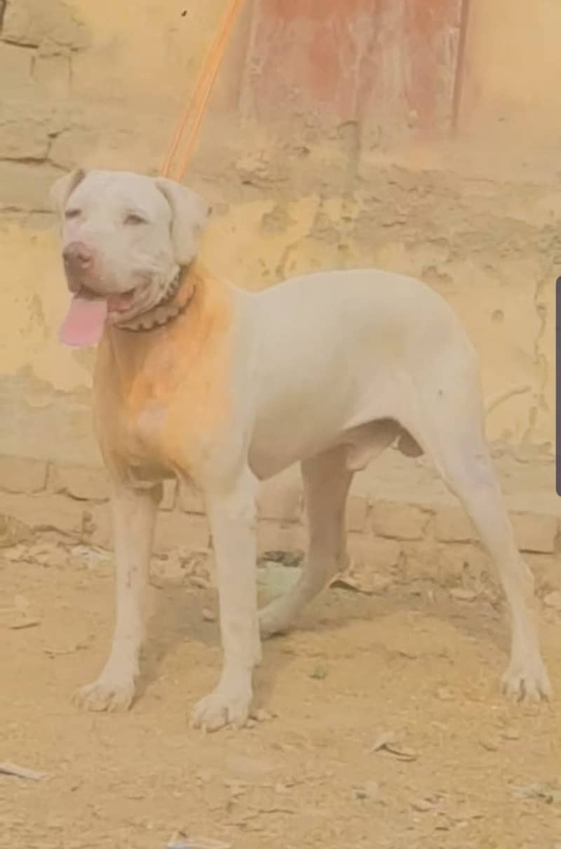 pure gultair male /  pure lappa gultair dog / double body dog 0