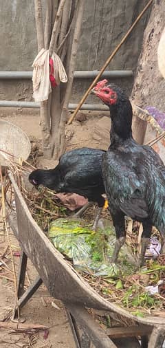 thai black eyes jet black color long hight top quality birds