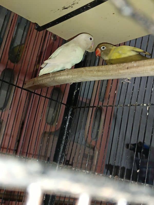 Lovebirds pair 0