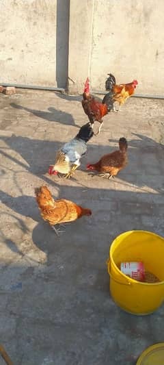 hen