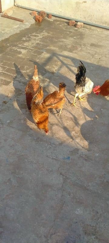 hen for sale 5 1