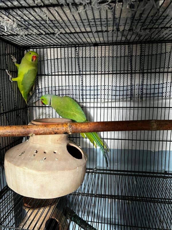 Green ringneck breeder pair 0