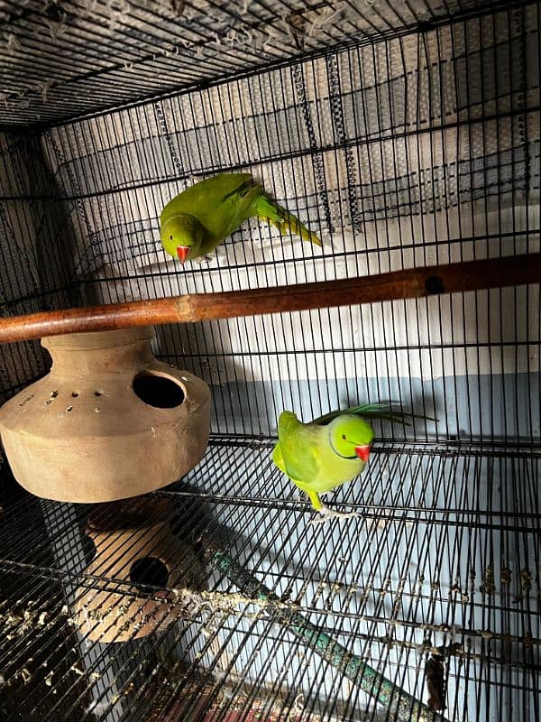 Green ringneck breeder pair 1