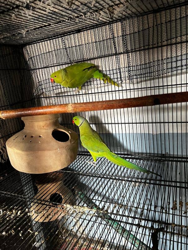 Green ringneck breeder pair 2