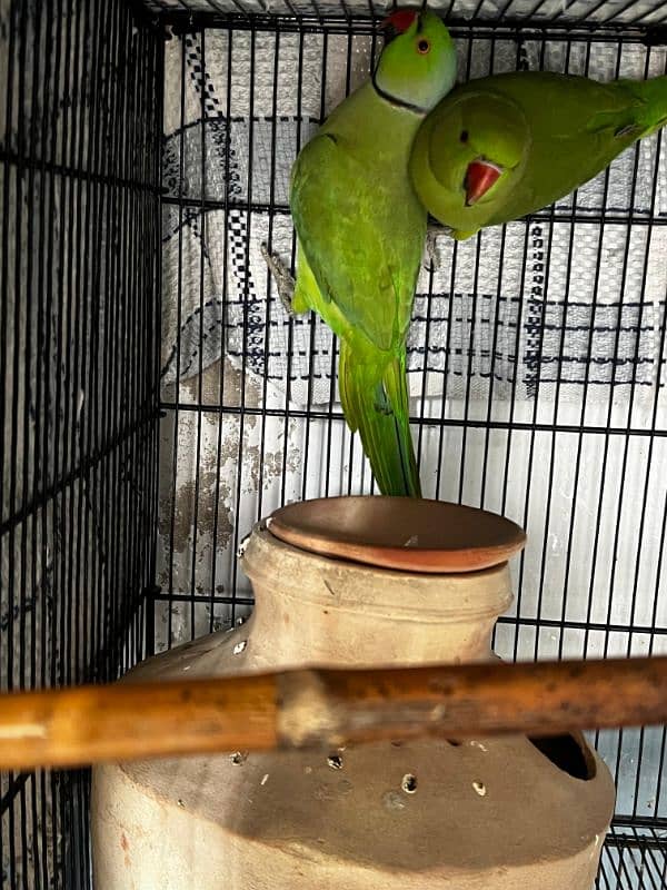 Green ringneck breeder pair 3