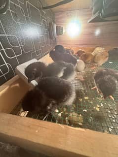 ayam cemani chicks