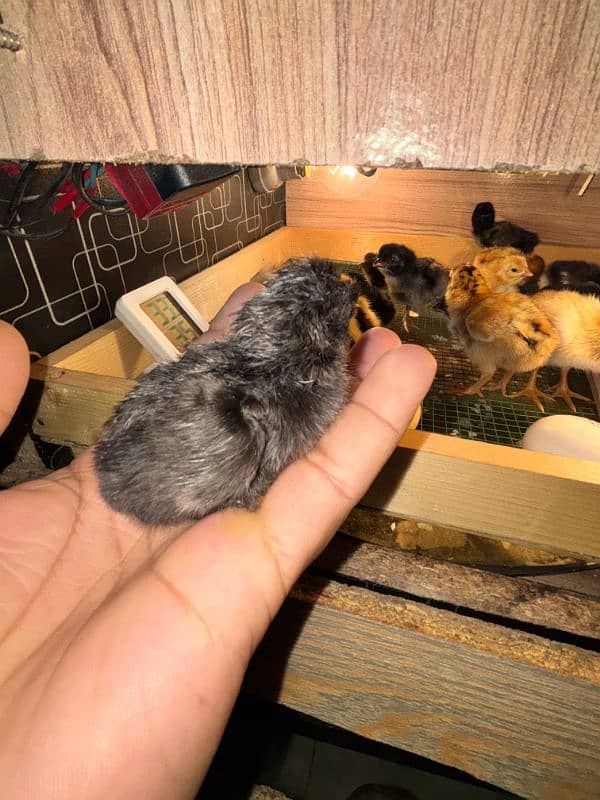 ayam cemani chicks 1