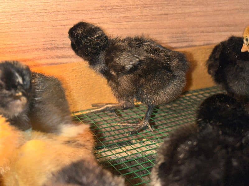 ayam cemani chicks 2