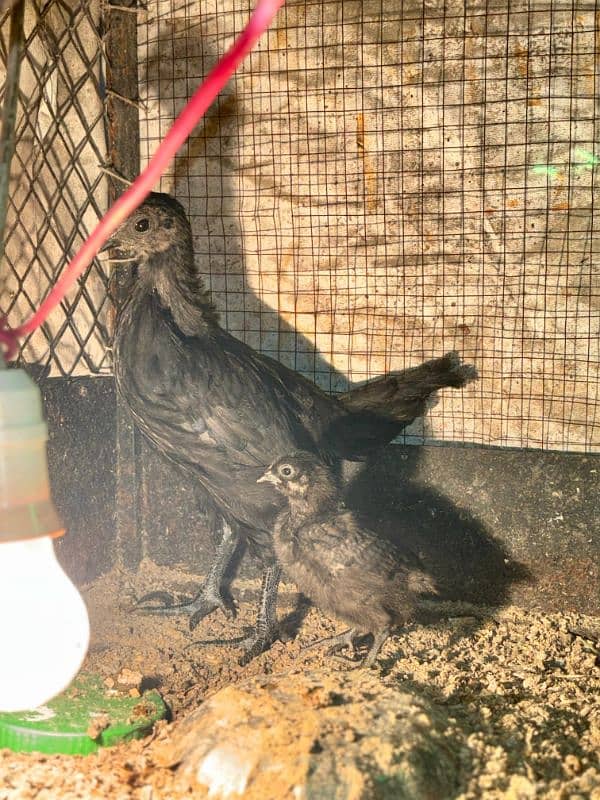 ayam cemani chicks 3