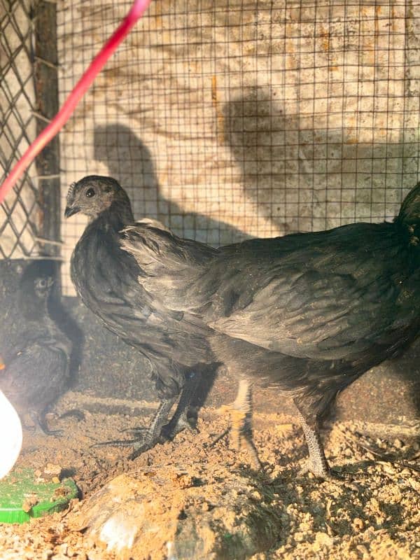 ayam cemani chicks 4