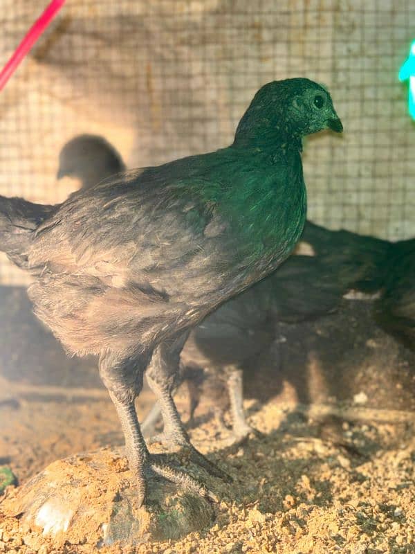 ayam cemani chicks 5