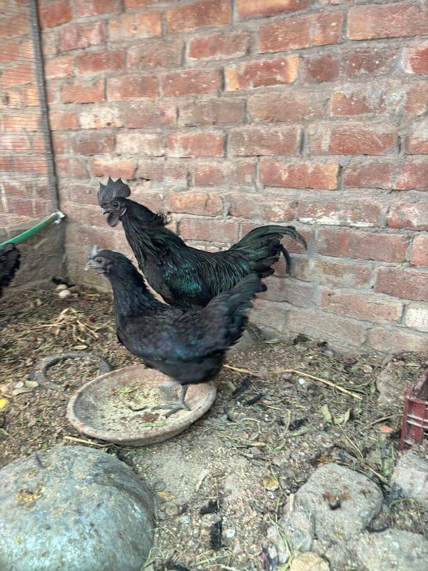 ayam cemani chicks 7