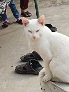 white cat