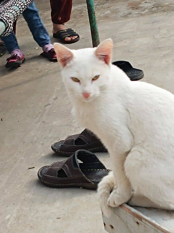 white cat 0