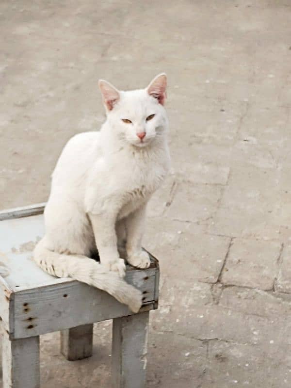 white cat 1