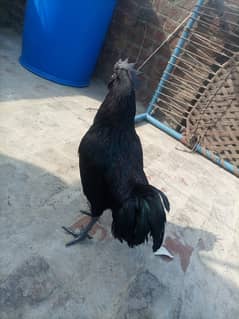 Ayam