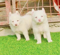 Russian Dog male female family dog paver bread for sale no chaska