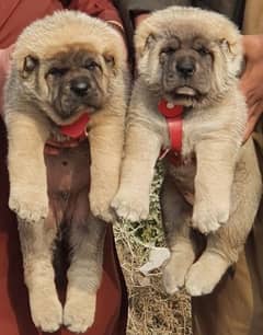 Kurdish Kangal security Dog 2 month pair for sale heavy bone