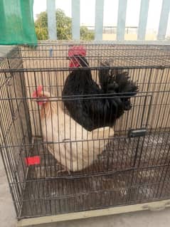 coctail pair+cage+hen roster