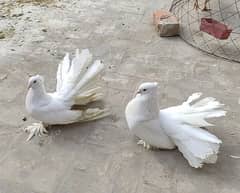 American White Fantail Breeder Pair