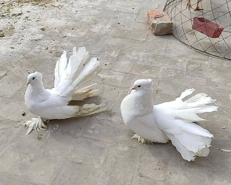 American White Fantail Breeder Pair 0