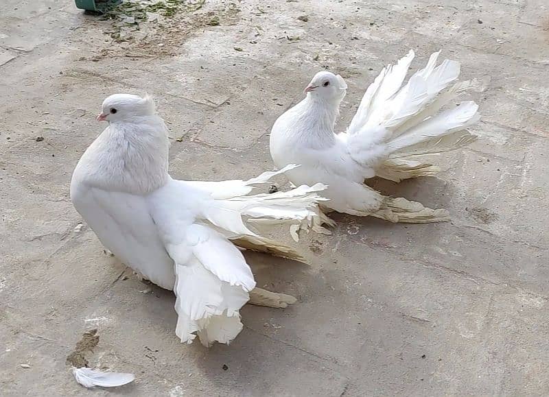 American White Fantail Breeder Pair 1