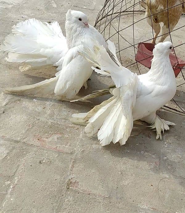 American White Fantail Breeder Pair 2